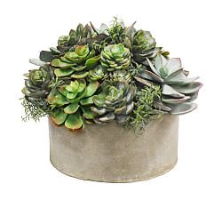 Succulent Arrangement in Cylinder Planters