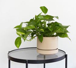 Modern Oatmeal Ceramic Planters