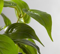 Faux Potted Pothos Houseplant