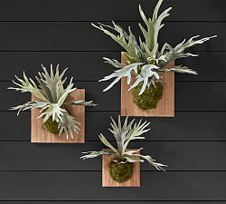 Faux Mounted Staghorn Ferns