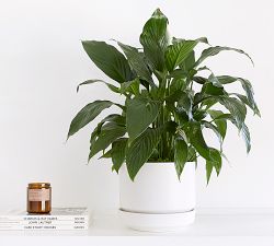 Modern White Ceramic Planters