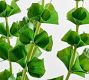 Bells Of Ireland Bundle