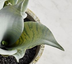 Faux Snake Plant