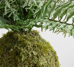 Fern and Moss Bonsai Sphere