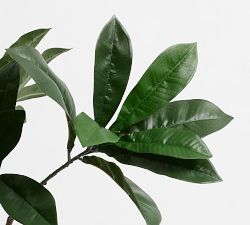 Potted Plumeria Tree