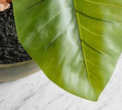 Faux Alocasia Bonsai Plant