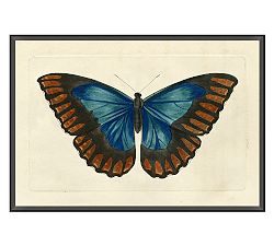 Naturalist Moth Framed Prints