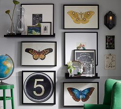 Naturalist Moth Framed Prints