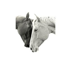 Together Framed Print by Jennifer Meyers