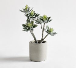 Faux Potted Kiwi Succulent