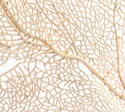 Faux Peach Fan Coral