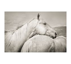 Palominos Framed Prints by Jennifer Meyers