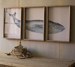 Triptych Framed Whale Print