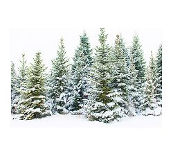 Northern Pines By Cindy Taylor