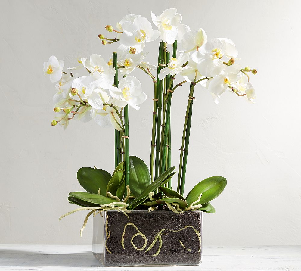 Faux Orchid Phalaenopsis Arrangement in Square Vase by Pottery Barn