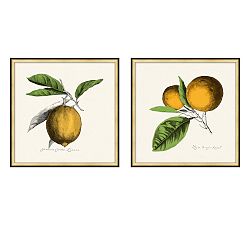 Citrus Print Paper Print