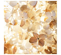 Soft Light Framed Print by Cindy Taylor