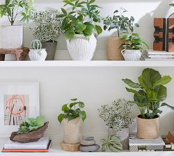 Faux Potted Pothos Houseplant