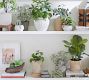 Faux Potted Pothos Houseplant