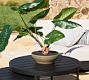 Faux Alocasia Bonsai Plant