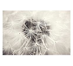 Dandelion by Lupen Grainne