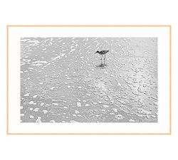 Morning Bird Print By Lannie Hall