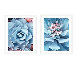 Cool Agave Framed Prints