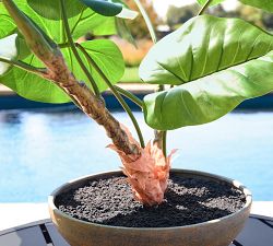 Faux Alocasia Bonsai Plant