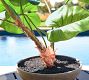 Faux Alocasia Bonsai Plant