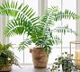 Faux Sword Fern