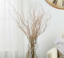 Live Curly Willow Branches