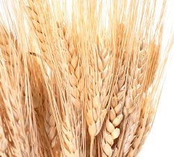 Dried Wheat Bundle