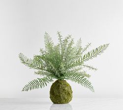Fern and Moss Bonsai Sphere