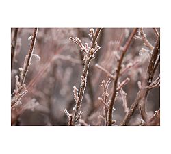 Frozen Garden By Ana V Ramirez