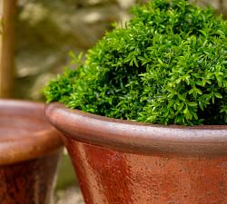 Juliet Glazed Terracotta Planters