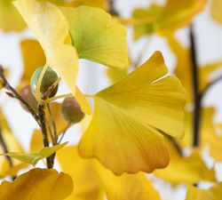 Faux Ginkgo Leaf Tree In Clay Pot