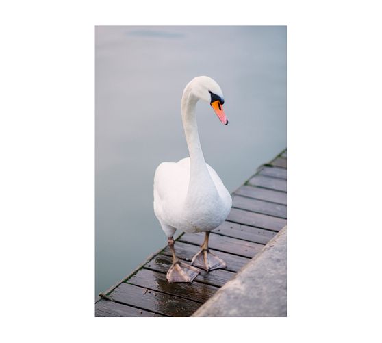 Parisian Swan by Justine Milton