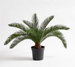 Pineapple Palm Potted Houseplant