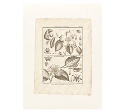 Botanical Plate 593 Framed Print