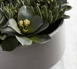 Composed Succulent Arrangement In Ceramic Planter