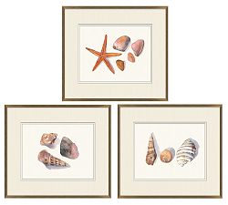 Shell Collection Print