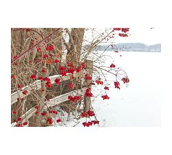 Winter Berries By Cindy Taylor