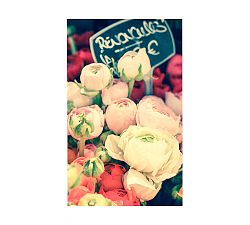Ranunculus In Paris by Rebecca Plotnick