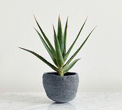 Faux Potted Spike Aloe