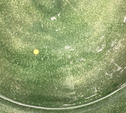 Open Box: Glossy Tree Bowl - Green