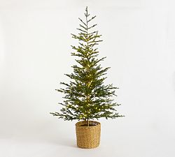 Open Box: Lit Pine Tree in Basket