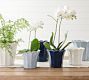 Fluted Tulip Cachepots