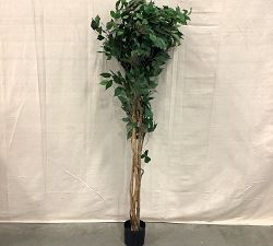Open Box: Faux Palace Style Ficus Trees (5')