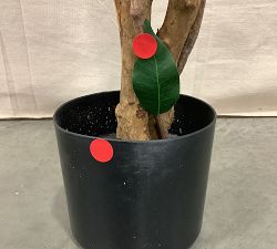 Open Box: Faux Palace Style Ficus Trees (5')