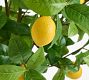 Faux Lemon Tree